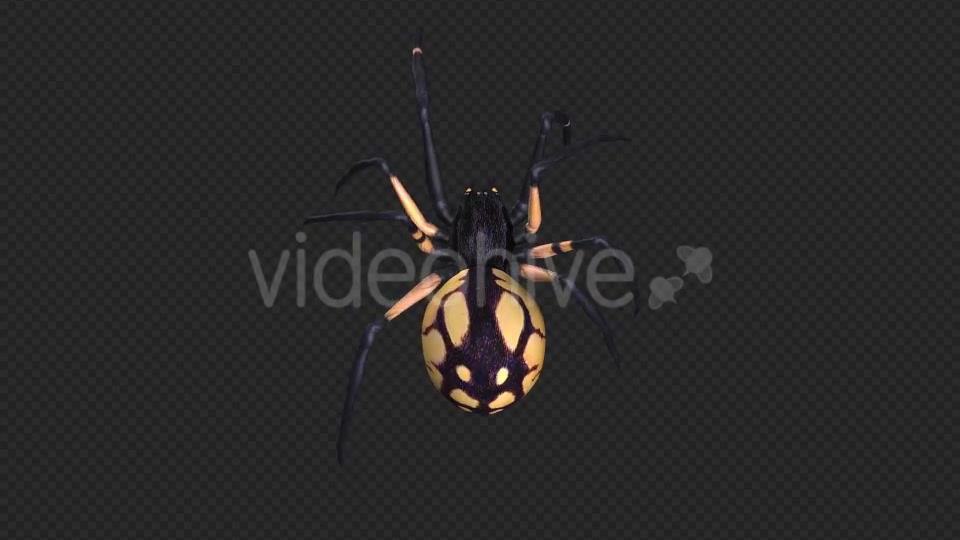 Spooky Spider Black Yellow Walk Loop Pack of 6 Videohive 18379609 Motion Graphics Image 11