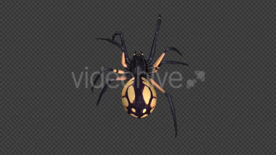 Spooky Spider Black Yellow Walk Loop Pack of 6 Videohive 18379609 Motion Graphics Image 12