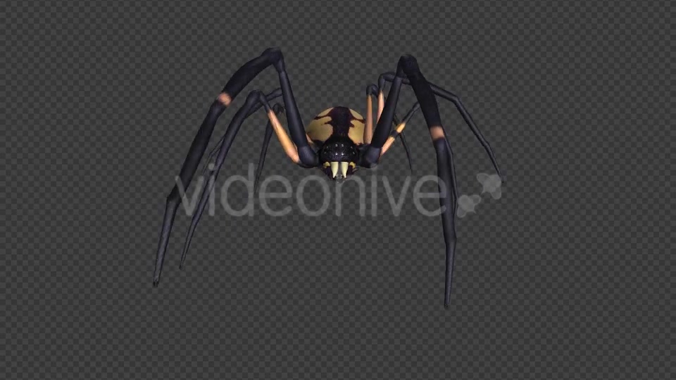 Spooky Spider Black Yellow Walk Loop Pack of 6 Videohive 18379609 Motion Graphics Image 2