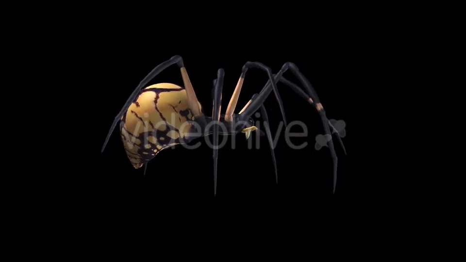 Spooky Spider Black Yellow Walk Loop Pack of 6 Videohive 18379609 Motion Graphics Image 3