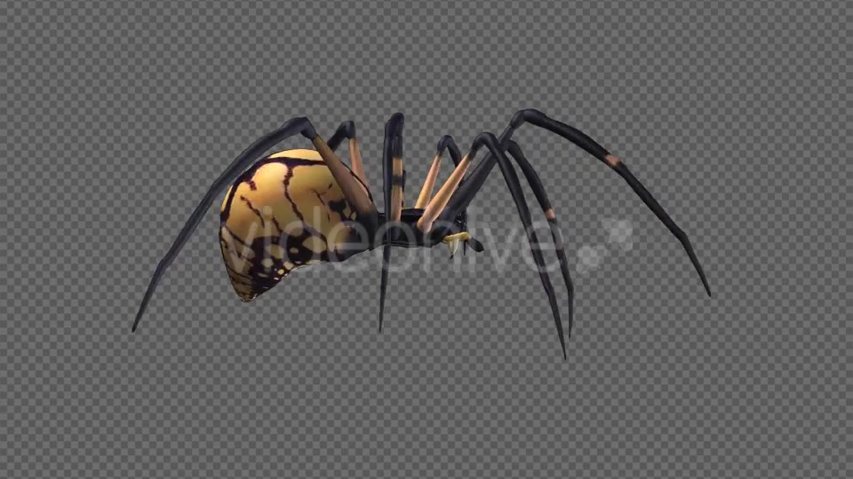 Spooky Spider Black Yellow Walk Loop Pack of 6 Videohive 18379609 Motion Graphics Image 4