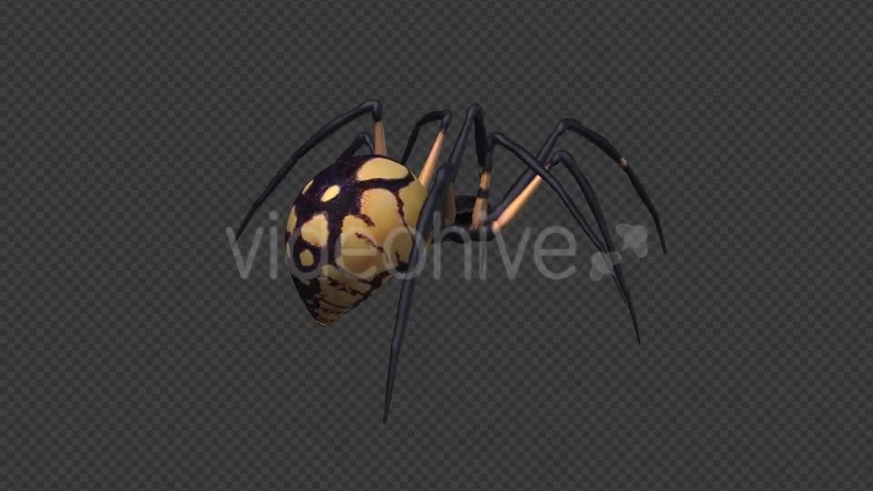 Spooky Spider Black Yellow Walk Loop Pack of 6 Videohive 18379609 Motion Graphics Image 6