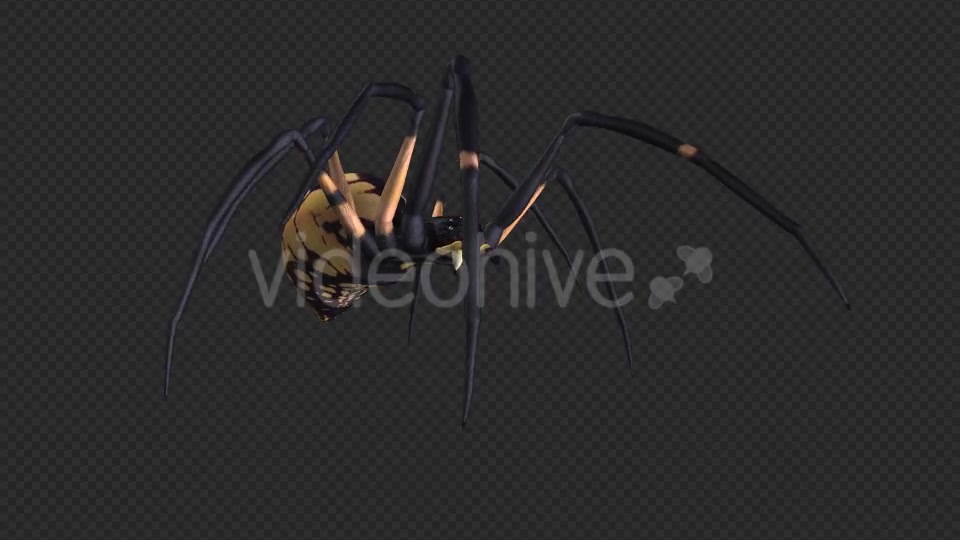 Spooky Spider Black Yellow Walk Loop Pack of 6 Videohive 18379609 Motion Graphics Image 7