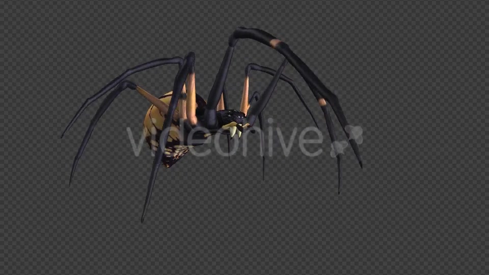 Spooky Spider Black Yellow Walk Loop Pack of 6 Videohive 18379609 Motion Graphics Image 8