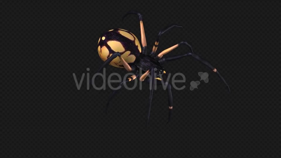 Spooky Spider Black Yellow Walk Loop Pack of 6 Videohive 18379609 Motion Graphics Image 9