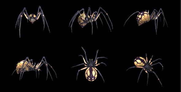 Spooky Spider Black Yellow Walk Loop Pack of 6 - 18379609 Videohive Download