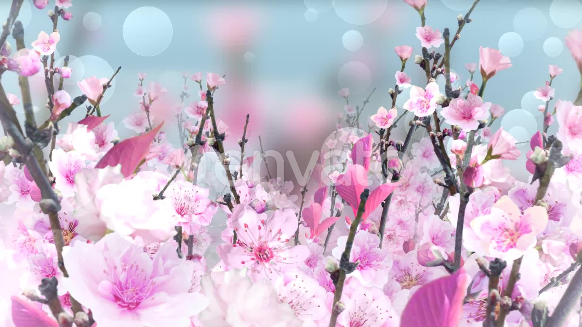 Spring Blossom Pink Videohive 23661078 Motion Graphics Image 1