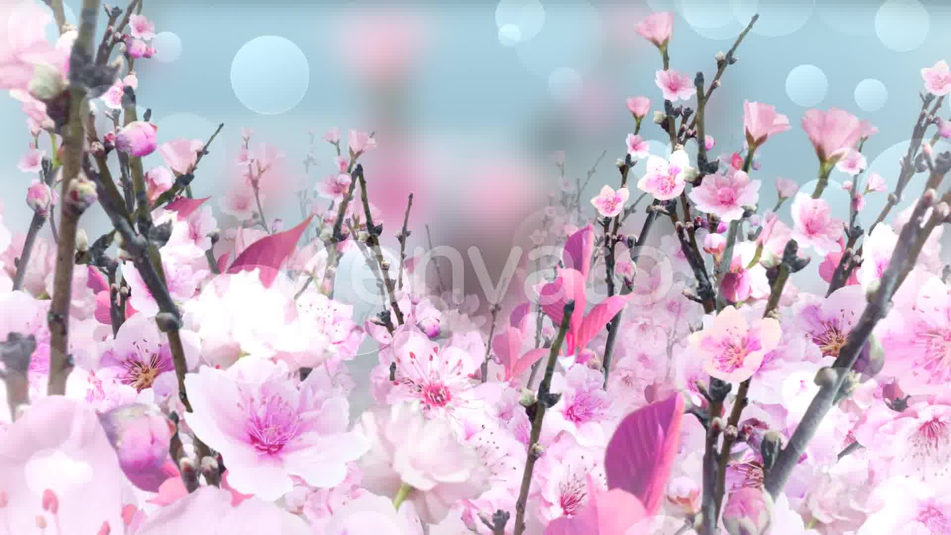 Spring Blossom Pink Videohive 23661078 Motion Graphics Image 10