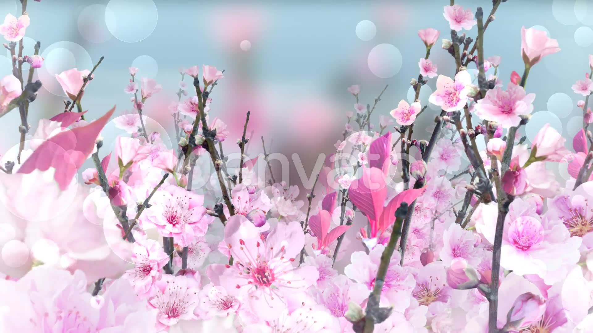 Spring Blossom Pink Videohive 23661078 Motion Graphics Image 2