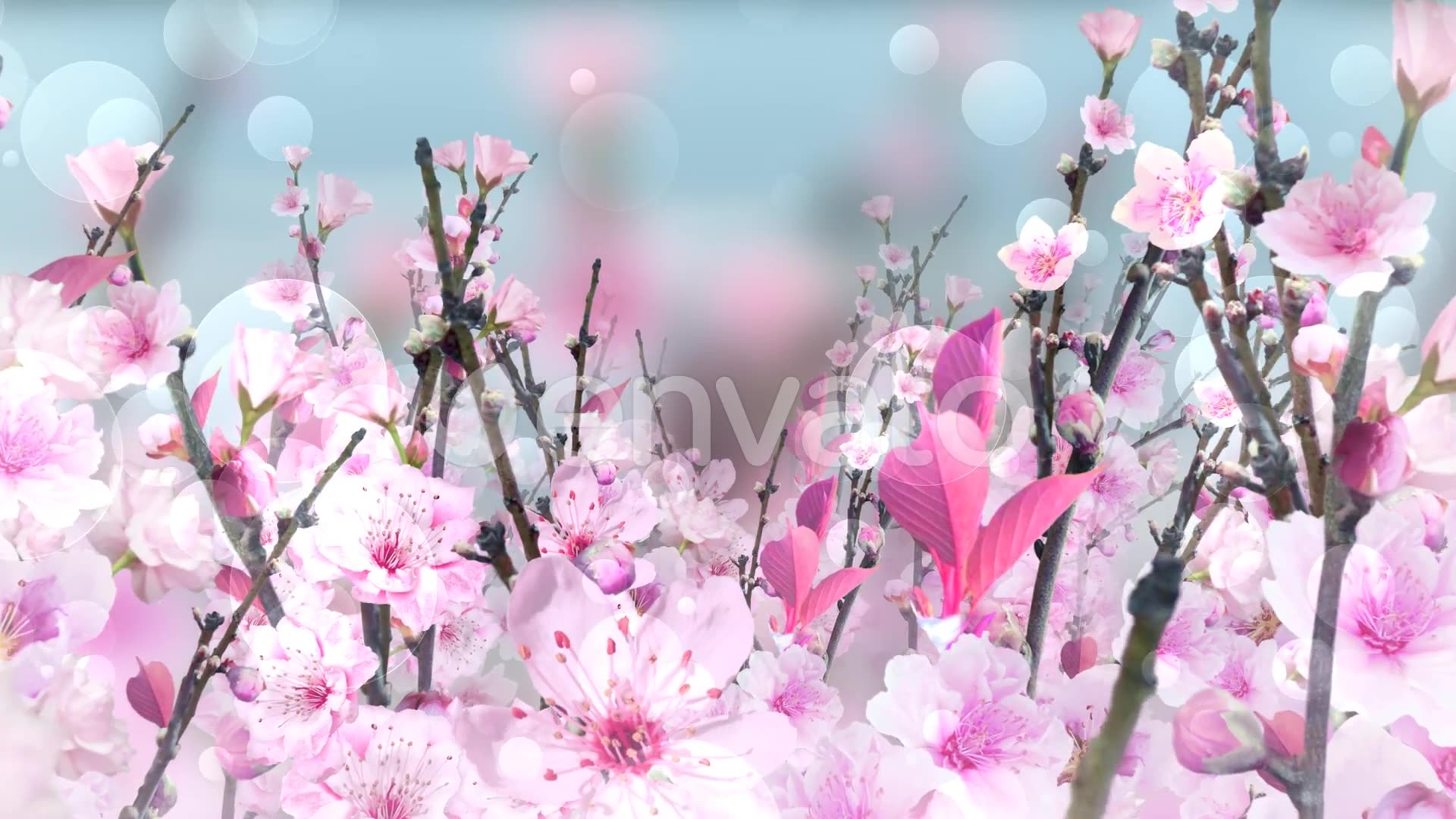 Spring Blossom Pink Videohive 23661078 Motion Graphics Image 3