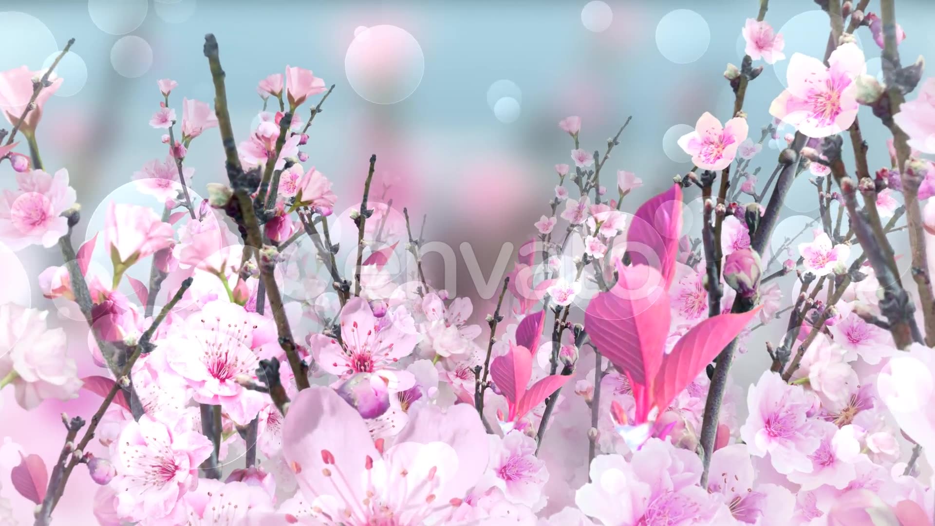 Spring Blossom Pink Videohive 23661078 Motion Graphics Image 4