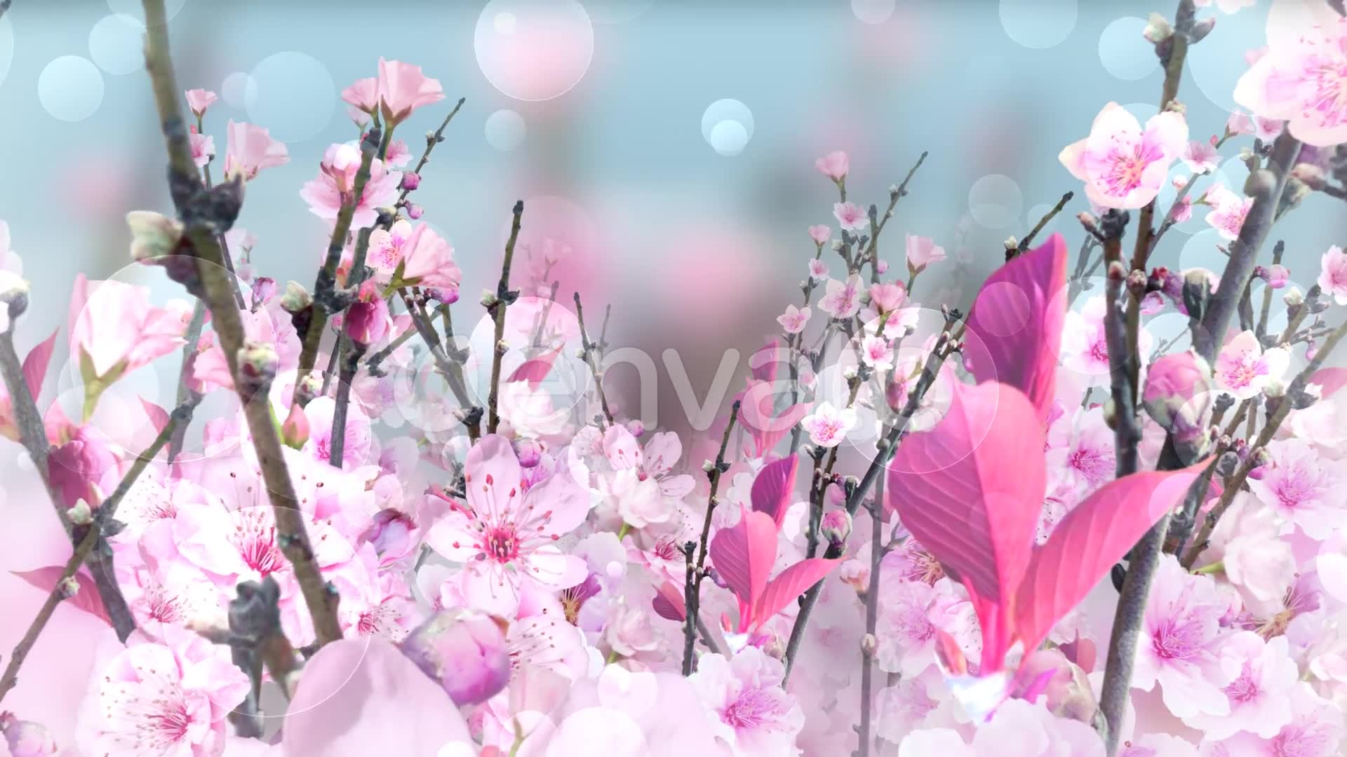 Spring Blossom Pink Videohive 23661078 Motion Graphics Image 5