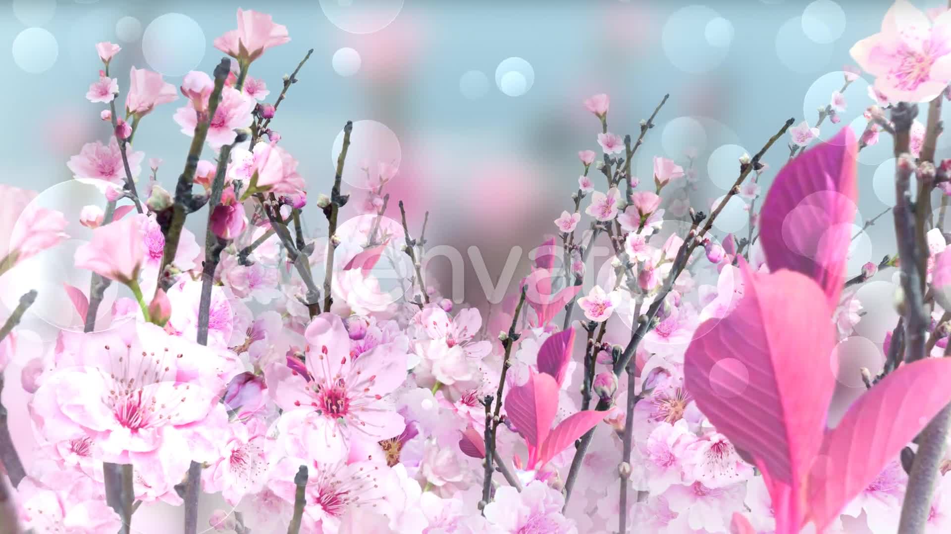 Spring Blossom Pink Videohive 23661078 Motion Graphics Image 6