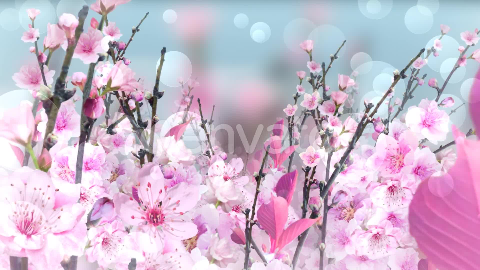 Spring Blossom Pink Videohive 23661078 Motion Graphics Image 7