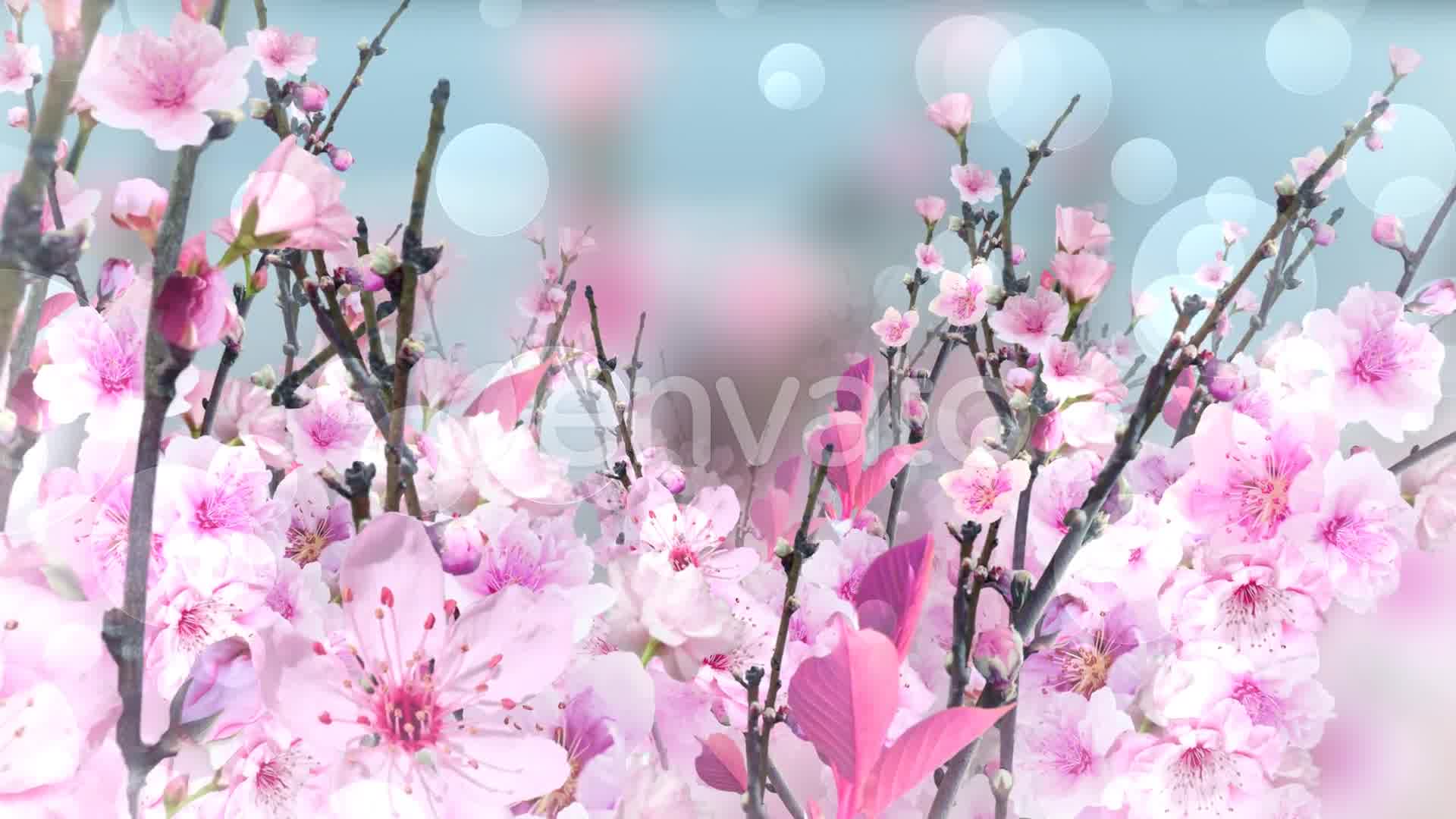 Spring Blossom Pink Videohive 23661078 Motion Graphics Image 8