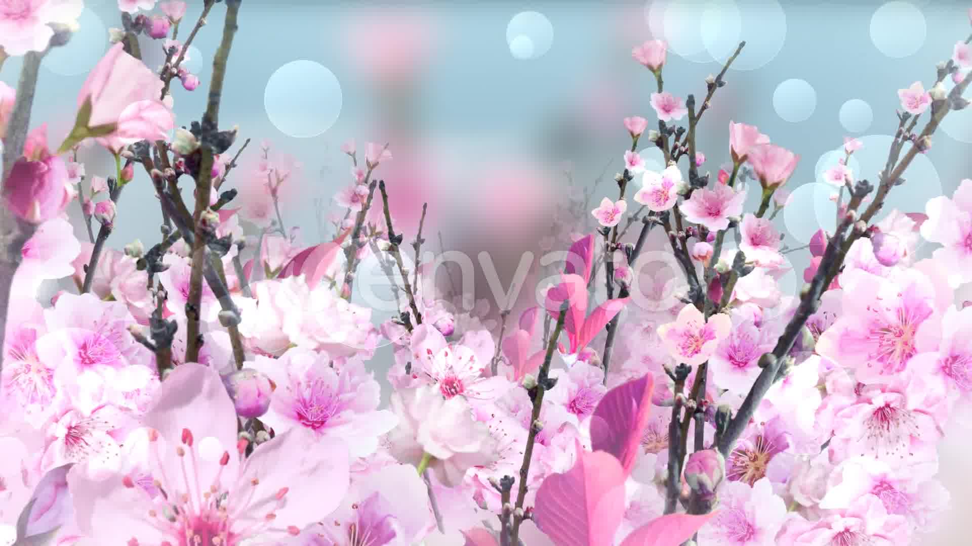 Spring Blossom Pink Videohive 23661078 Motion Graphics Image 9