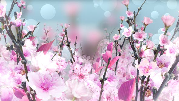 Spring Blossom Pink - 23661078 Videohive Download