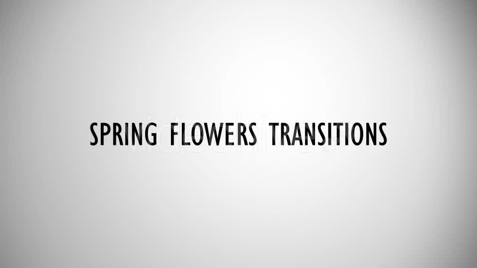 Spring Flowers Transitions Videohive 17307004 Motion Graphics Image 1