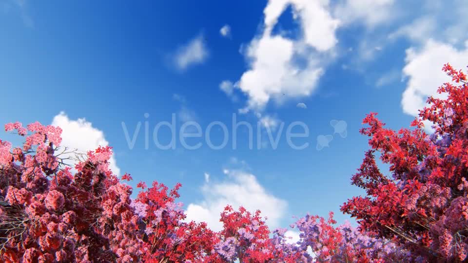 Spring Forest Videohive 21374854 Motion Graphics Image 1