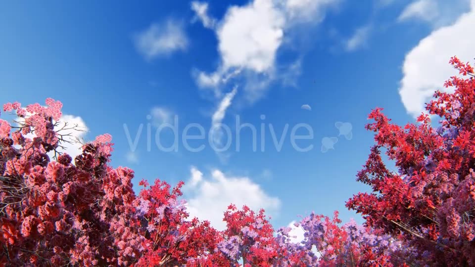 Spring Forest Videohive 21374854 Motion Graphics Image 2