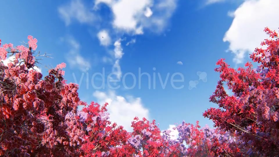 Spring Forest Videohive 21374854 Motion Graphics Image 3