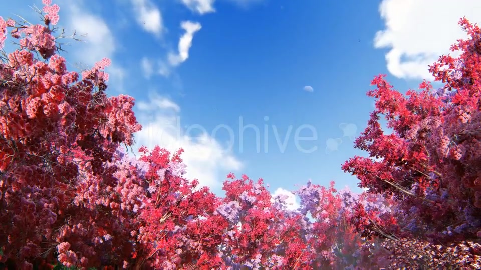 Spring Forest Videohive 21374854 Motion Graphics Image 4