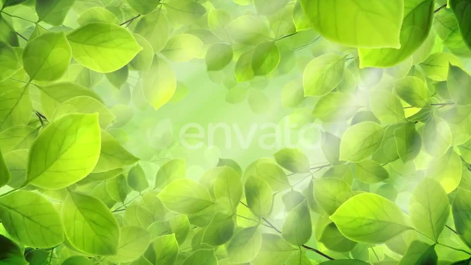 Spring Leaves Videohive 23661094 Motion Graphics Image 1