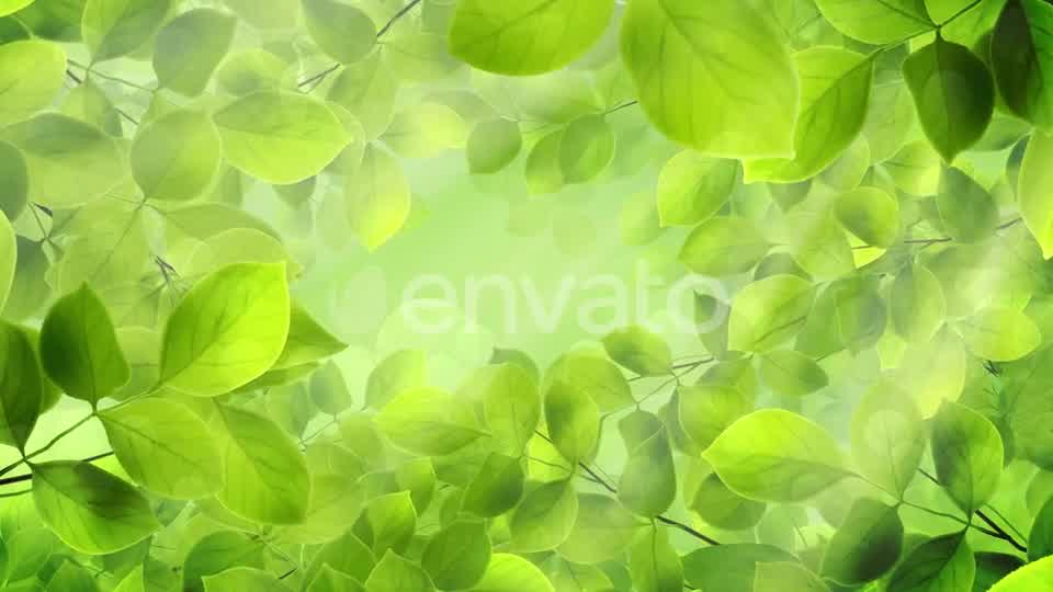 Spring Leaves Videohive 23661094 Motion Graphics Image 10