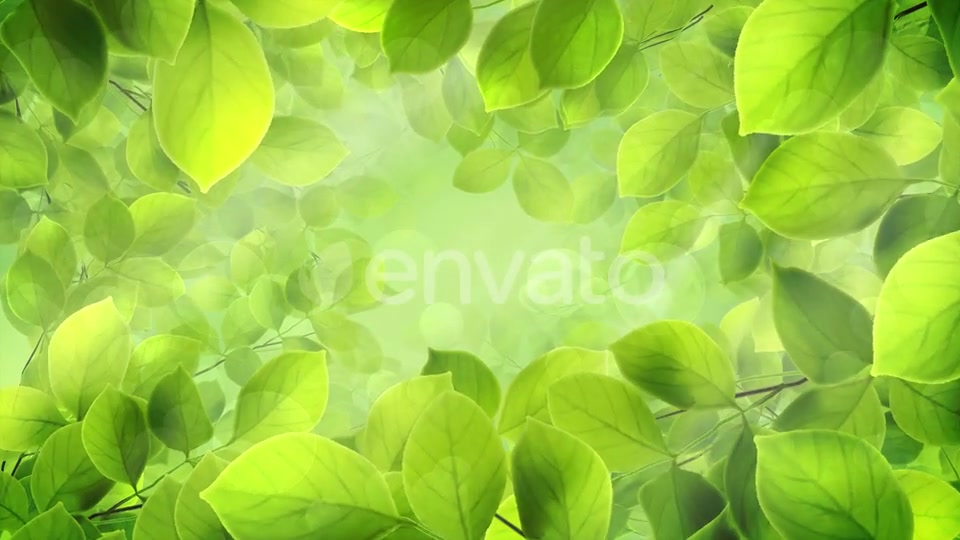 Spring Leaves Videohive 23661094 Motion Graphics Image 4