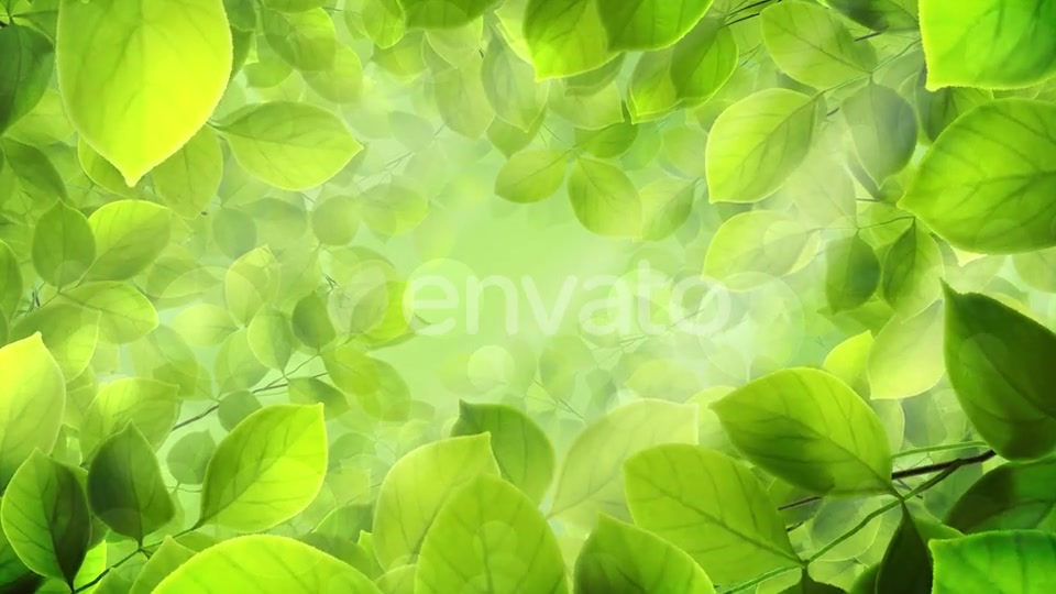 Spring Leaves Videohive 23661094 Motion Graphics Image 5