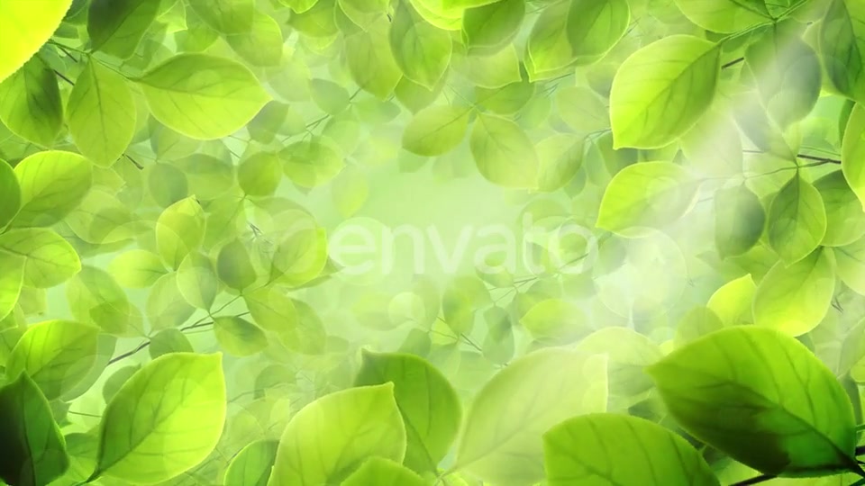 Spring Leaves Videohive 23661094 Motion Graphics Image 6