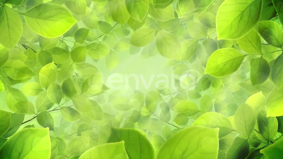 Spring Leaves Videohive 23661094 Motion Graphics Image 7
