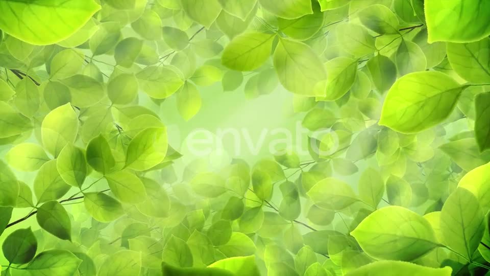 Spring Leaves Videohive 23661094 Motion Graphics Image 8