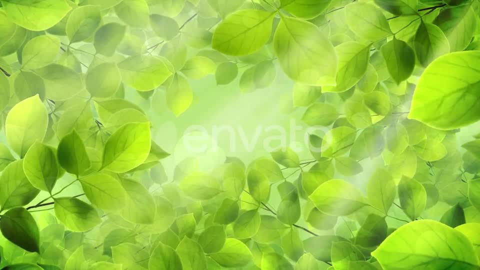 Spring Leaves Videohive 23661094 Motion Graphics Image 9
