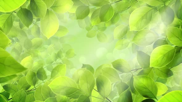 Spring Leaves - Download 23661094 Videohive