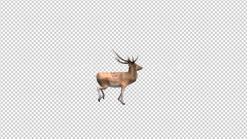 Stag Run Videohive 19882137 Motion Graphics Image 1