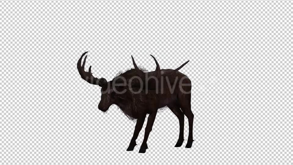 Stag Run 4 Videohive 20775872 Motion Graphics Image 1