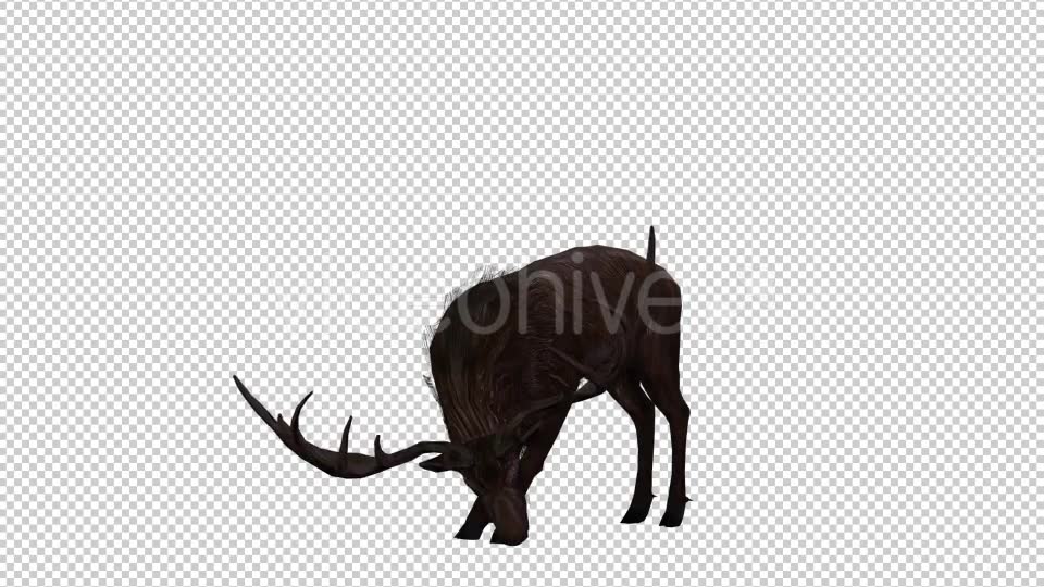 Stag Run 4 Videohive 20775872 Motion Graphics Image 2