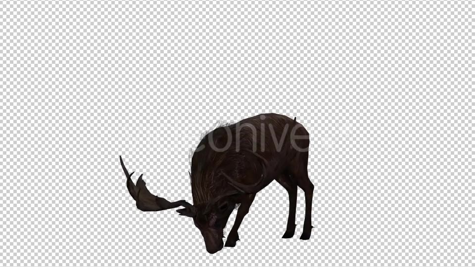 Stag Run 4 Videohive 20775872 Motion Graphics Image 3