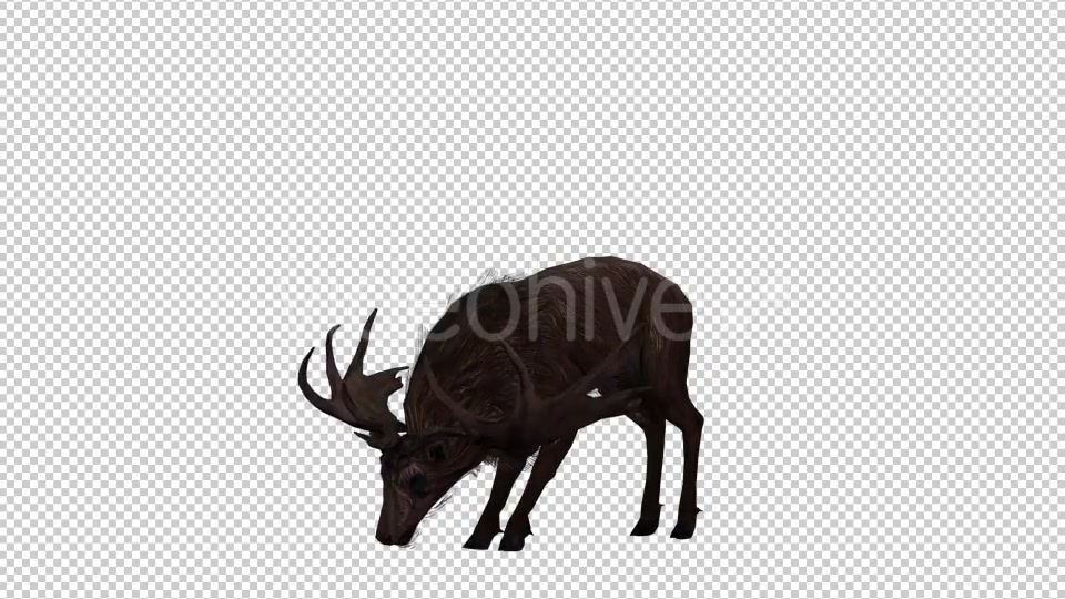 Stag Run 4 Videohive 20775872 Motion Graphics Image 4