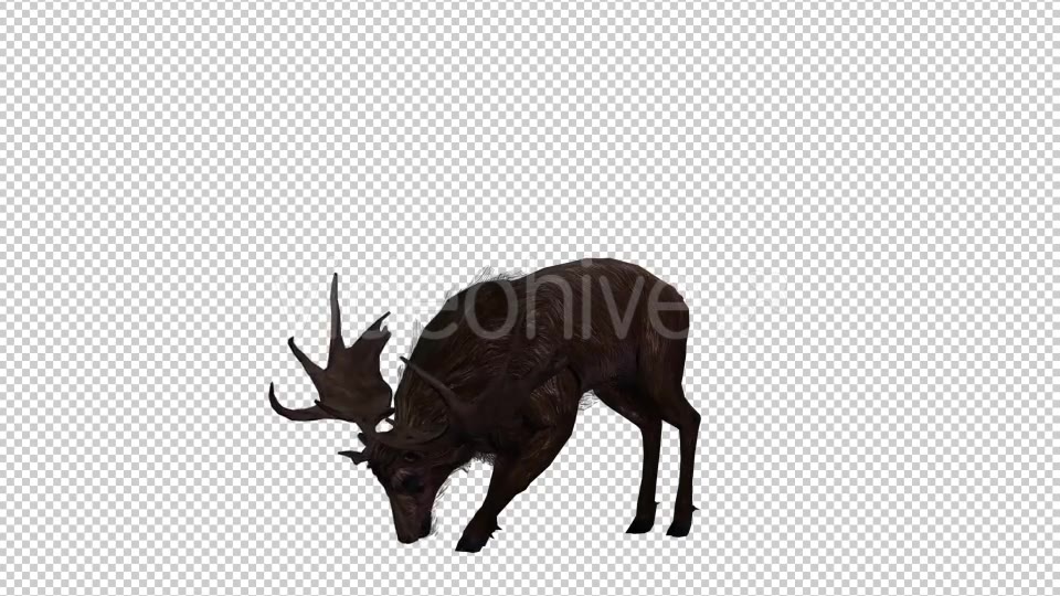 Stag Run 4 Videohive 20775872 Motion Graphics Image 5