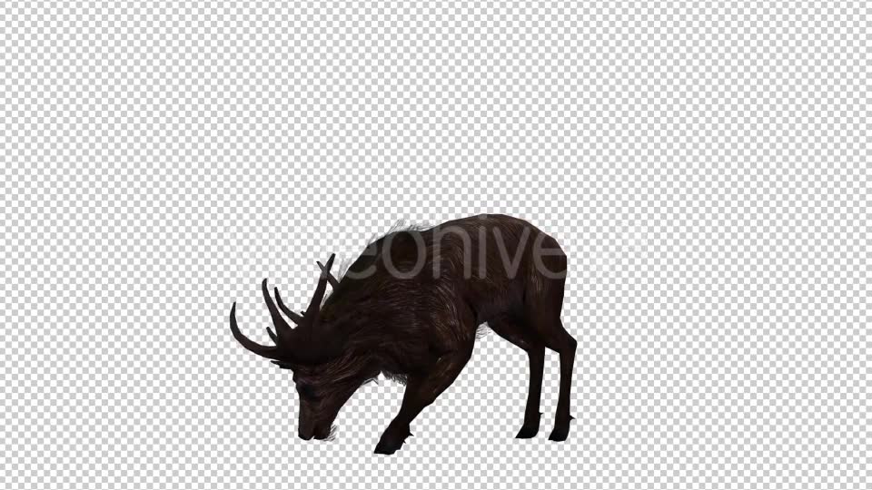 Stag Run 4 Videohive 20775872 Motion Graphics Image 6