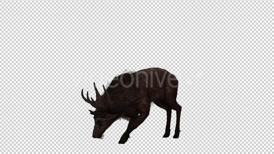 Stag Run 4 Videohive 20775872 Motion Graphics Image 7