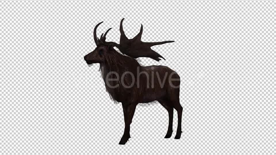 Stag Run 4 Videohive 20775872 Motion Graphics Image 8
