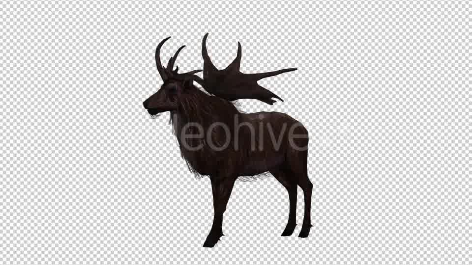 Stag Run 4 Videohive 20775872 Motion Graphics Image 9