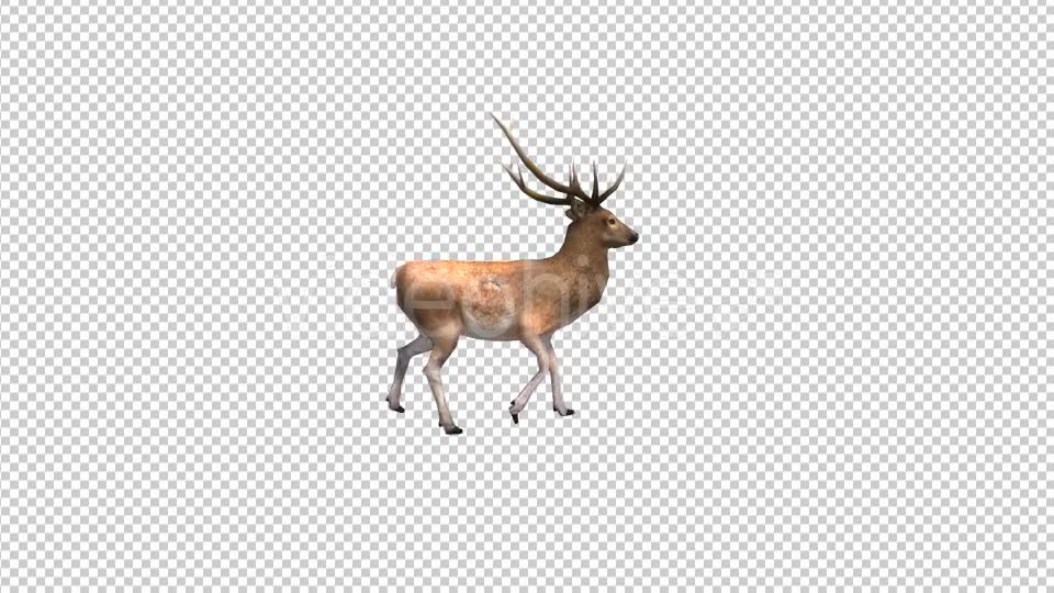 Stag Walk Animation Videohive 19882168 Motion Graphics Image 2