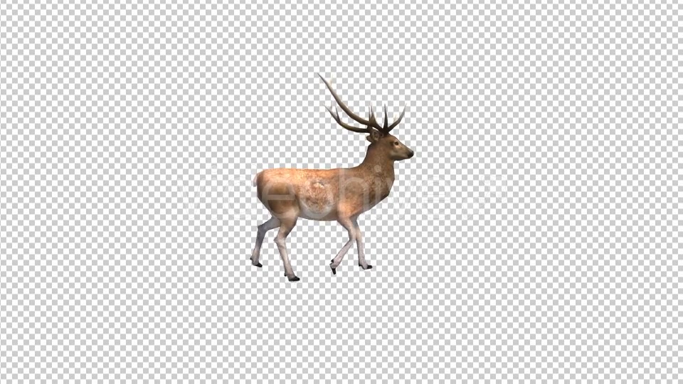 Stag Walk Animation Videohive 19882168 Motion Graphics Image 3