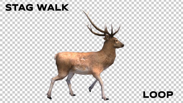 Stag Walk Animation - 19882168 Download Videohive