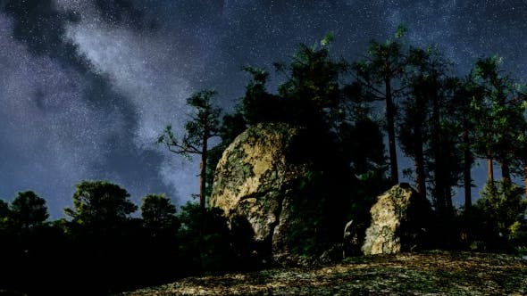 Stars and Silhouetted Pine Trees - 19182605 Download Videohive