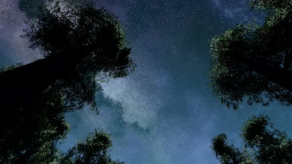 Stars And Silhouetted Pine Trees - Videohive Download 15784495